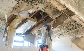 Best Asbestos and Lead Testing During Mold Inspection  in Bono, AR